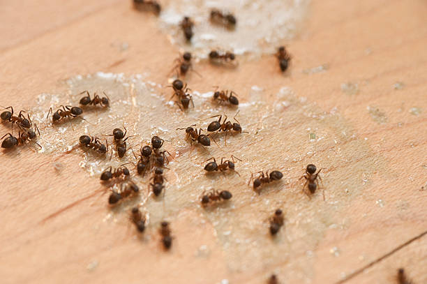 Best Insect Control  in Hampden Sydney, VA