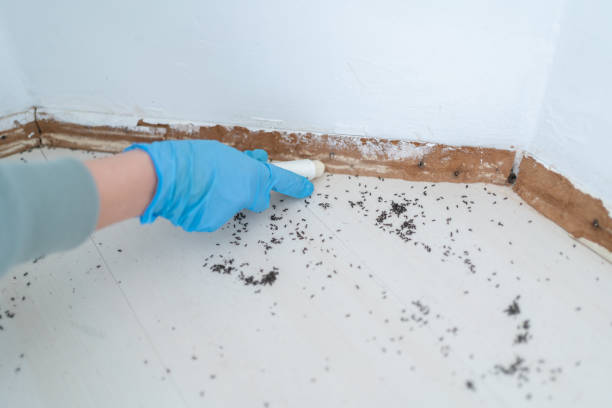 Trusted Hampden Sydney, VA Pest Control Experts